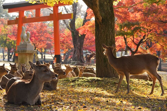 Kyoto and Nara Golden Route 1-Day Bus Tour From Osaka and Kyoto - Price and Lowest Price Guarantee