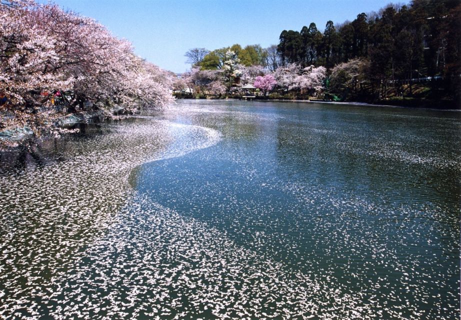Nagano: 1-Day Snow Monkey & Cherry Blossom Tour in Spring - Frequently Asked Questions