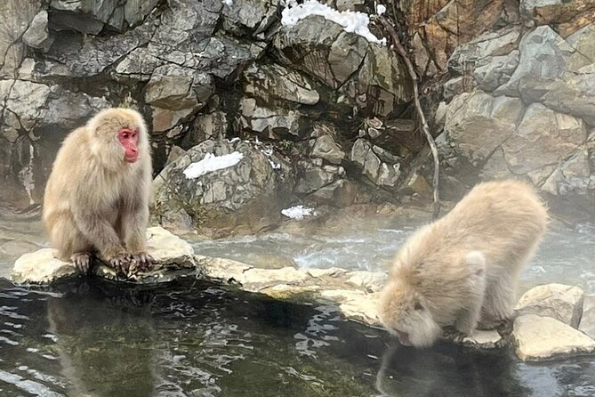 Nagano Full Day Tour Jigokudani Snow Monkey Park Zenkoji Temple - The Sum Up
