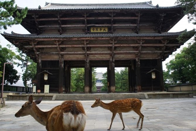 Nara Private Tour by Public Transportation From Kyoto - The Sum Up
