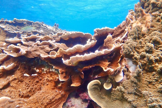[Okinawa Miyako] Natural Aquarium! Tropical Snorkeling With Colorful Fish! - Essential Gear and Safety Precautions for Snorkeling Adventures