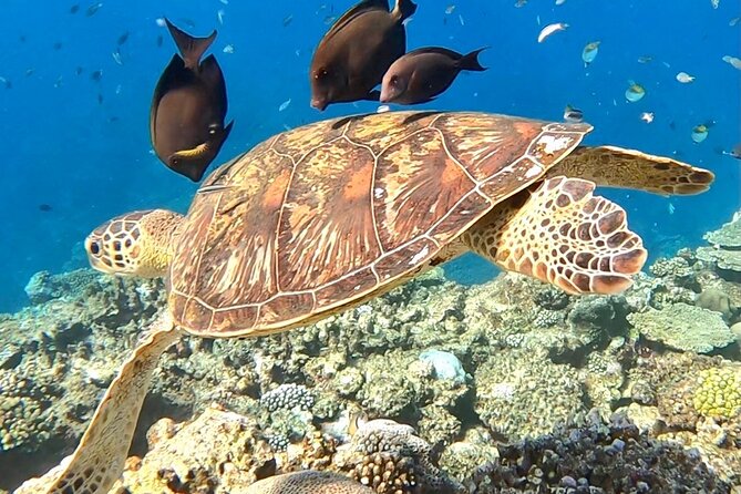 Private Swimming and Snorkeling Tour With Sea Turtles in Amami - Directions