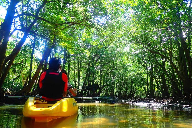 SUP/Canoe Tour In Mangrove Forest in Iriomote Okinawa - Experience the Tranquility of Okinawas Mangrove Forest