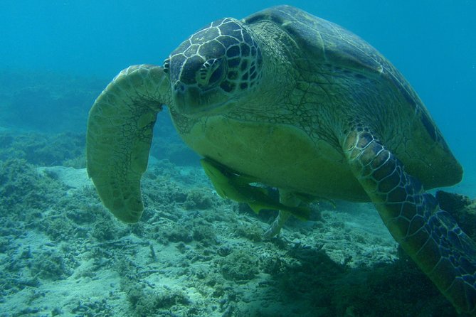Swim With Sea Turtles at Kerama Islands - Cancellation Policy Details