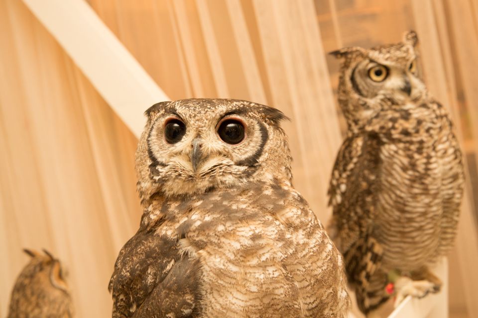 Tokyo: Meet Owls at the Owl Café in Akihabara - Price and Gift Option