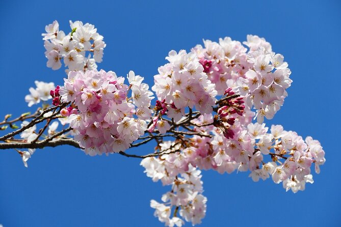 Cherry Blossom Private Tour - Reviews