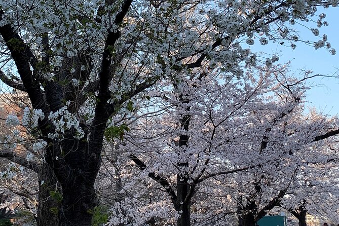 Cherry Blossom Tour in Tokyo - Additional Recommendations and Resources