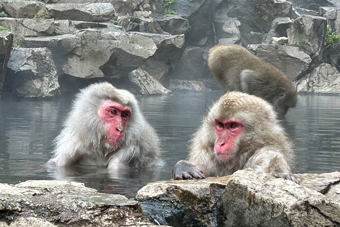 Full Day Snow Monkey Tour To-And-From Tokyo, up to 12 Guests - Ride in Comfort