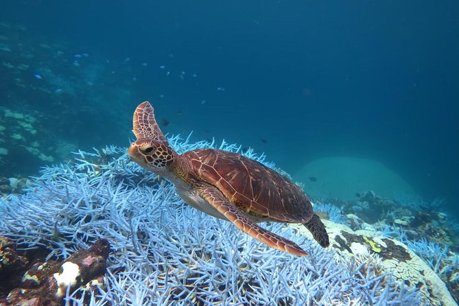 [Miyakojima, Diving Experience] Completely Charter for 2 People. Sometimes Encounter Sea Turtles and Sharks - Common questions