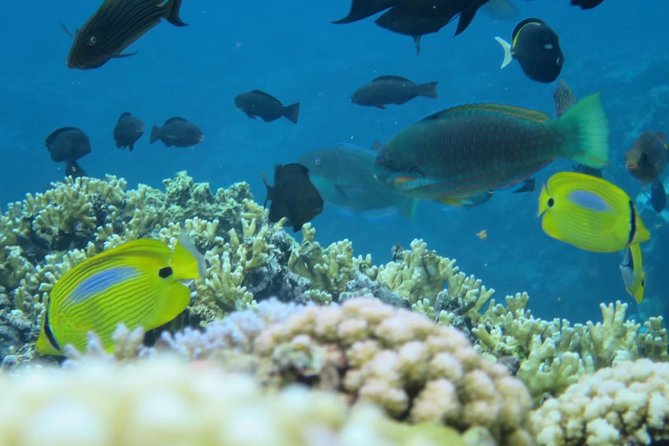 [Miyakojima Snorkel] Private Tour From 2 People Enjoy From 3 Years Old! Enjoy Nemo, Coral and Miyako - Personalized Private Tour