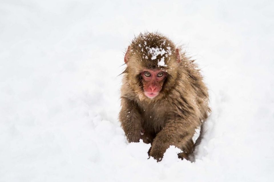 Nagano: Snow Monkeys, Zenkoji Temple & Sake Day Trip - Review Highlights: Rave Ratings & Recommendations