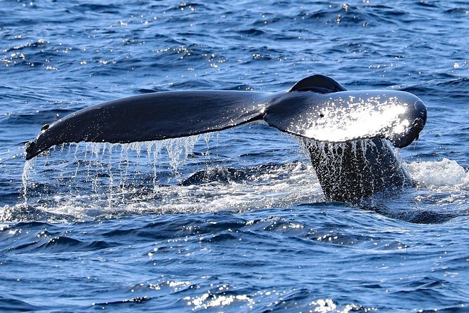 Okinawa Whale Watching From Naha - Tips for a Memorable Trip