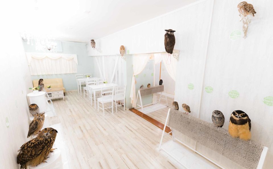 Tokyo: Meet Owls at the Owl Café in Akihabara - Customer Reviews