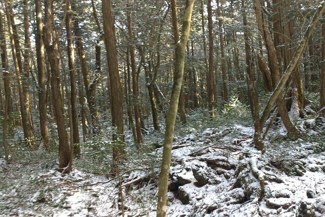 Exploring Mt Fuji Ice Cave and Sea of Trees Forest - The Sum Up