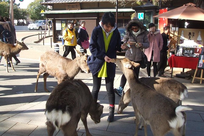 Exploring Nara - Frequently Asked Questions