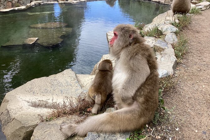 Full Day Snow Monkey Tour To-And-From Tokyo, up to 12 Guests - Visit Karuizawa Prince Shopping Plaza