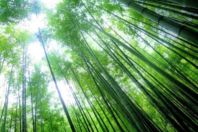 Kamakura Bamboo Forest and Great Buddha Private Tour - Frequently Asked Questions