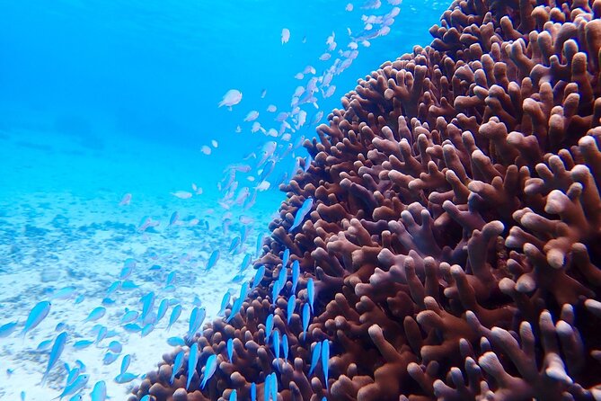 [Okinawa Miyako] Natural Aquarium! Tropical Snorkeling With Colorful Fish! - The Sum Up