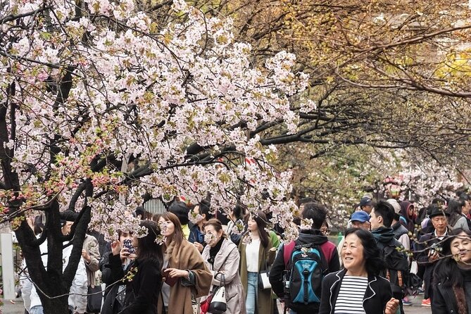 Osaka Cherry Blossom Tour With a Local: 100% Personalized Private - Cancellation Policy and Reviews