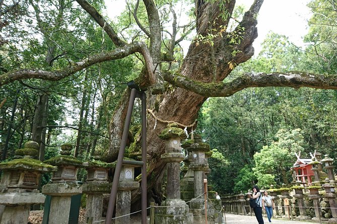 Relax in Nara: Deer Park, Todai-ji Temple and Merchants Town - The Sum Up