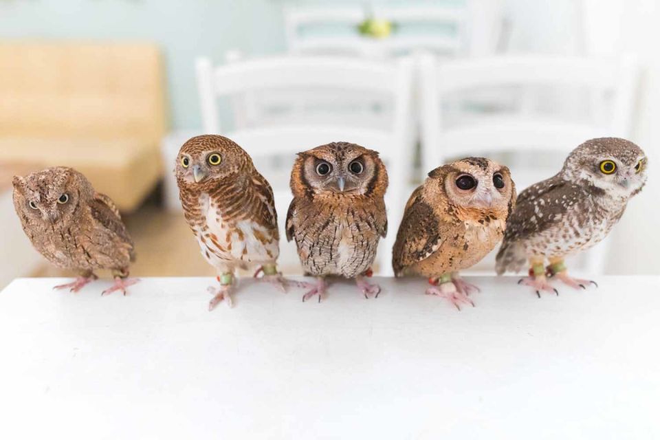 Tokyo: Meet Owls at the Owl Café in Akihabara - Additional Information