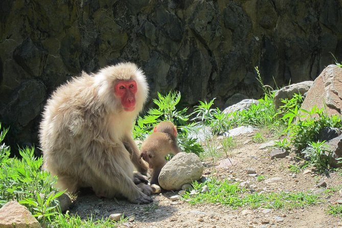 Explore Jigokudani Snow Monkey Park With a Knowledgeable Local Guide - Additional Information and Resources