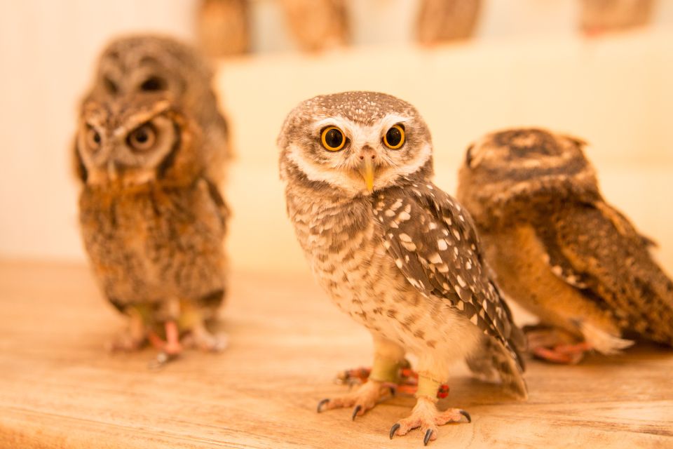 Tokyo: Meet Owls at the Owl Café in Akihabara - Directions