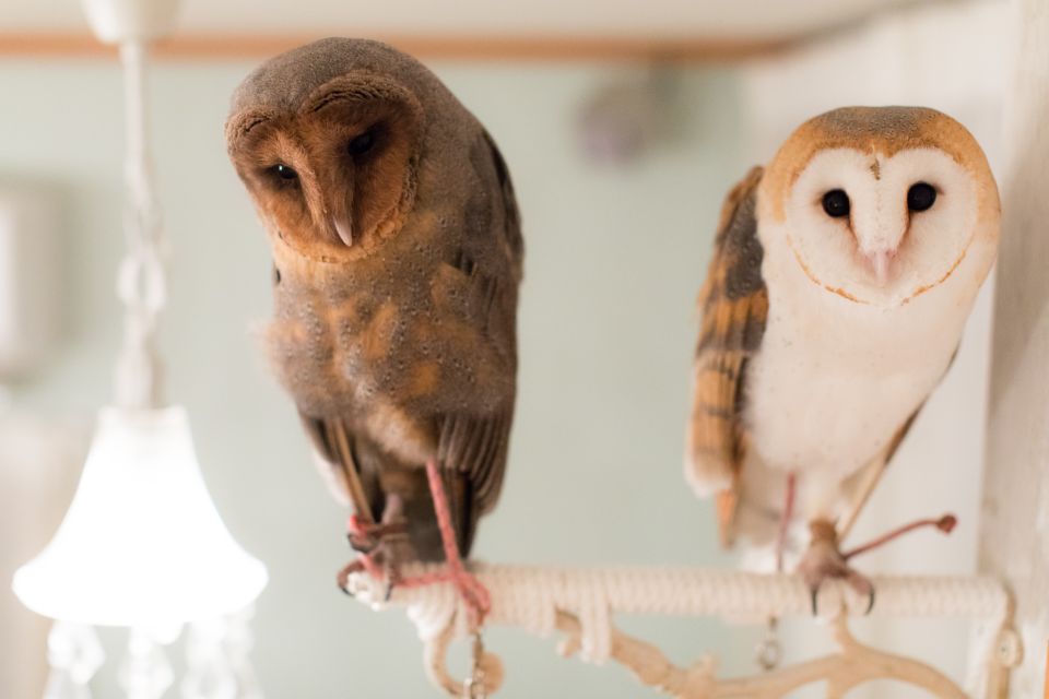 Tokyo: Meet Owls at the Owl Café in Akihabara - Frequently Asked Questions