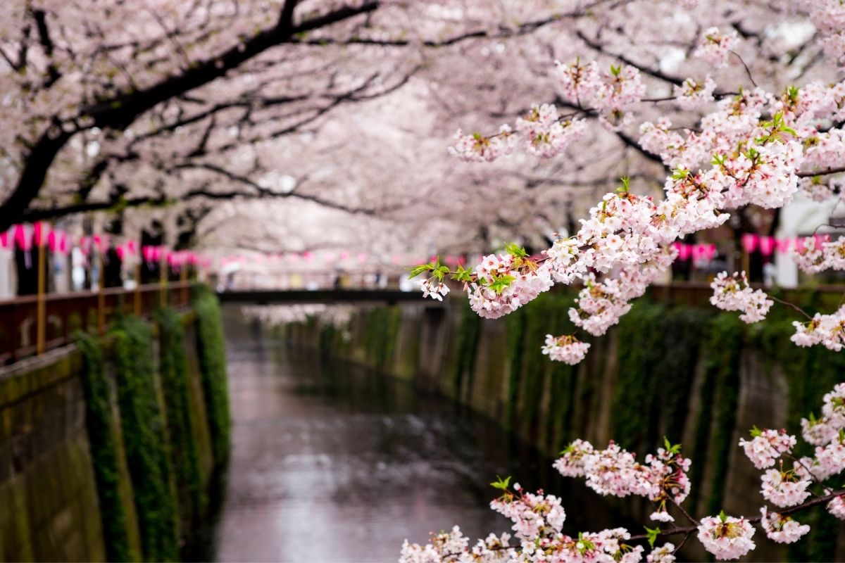 Meguro River Sakura