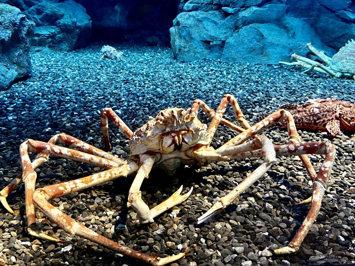 Osaka Aquarium KAIYUKAN