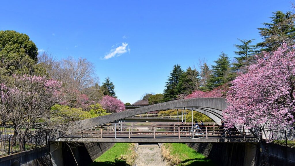 Showa Kinen Park Cherry blossom