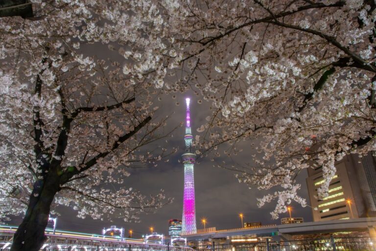 12 Best Cherry Blossom Spots In Tokyo