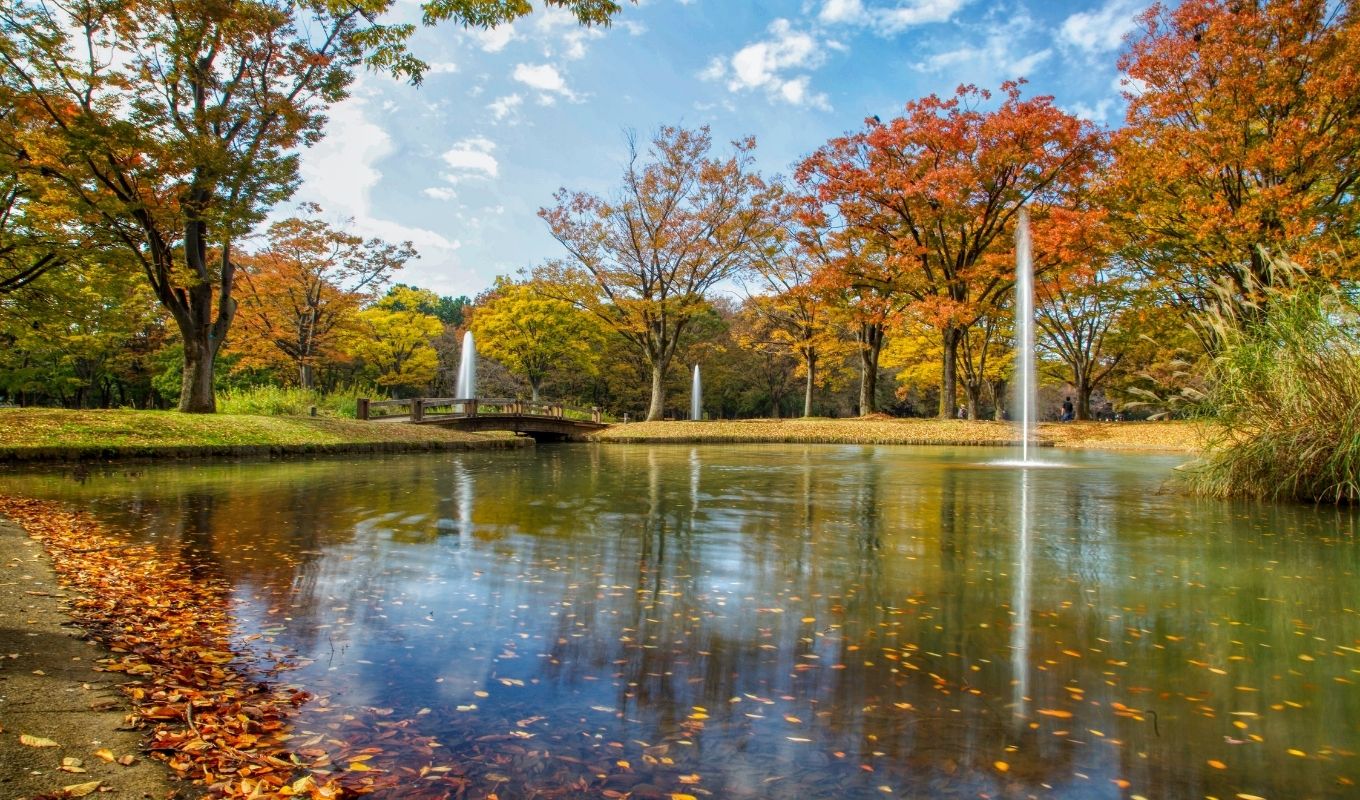 Yoyogi Autumn Leaves