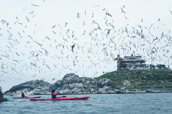 A Sea Kayak Tour of Kabushima Island, the Home of 30,000 Black-Tailed Gulls - Quick Takeaways