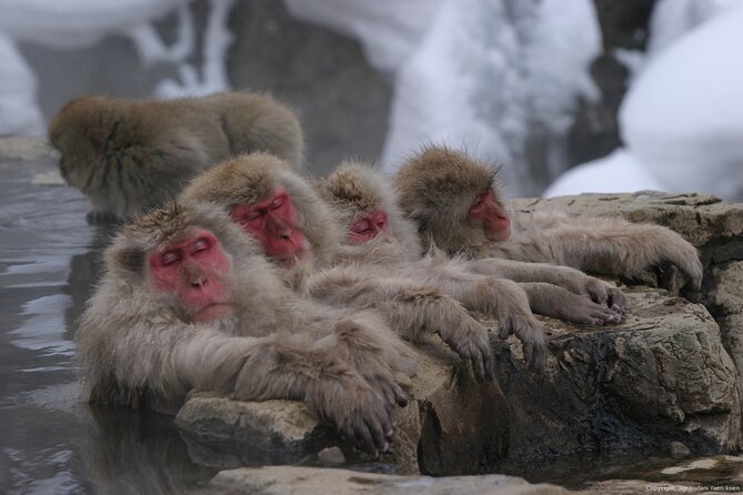 Nagano Snow Monkey 1 Day Tour With Beef Sukiyaki Lunch From Tokyo - Observing Snow Monkeys in Jigokudani Monkey Park