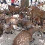 all-must-sees-in-3-hours-nara-park-classic-tour-from-jr-nara-quick-takeaways