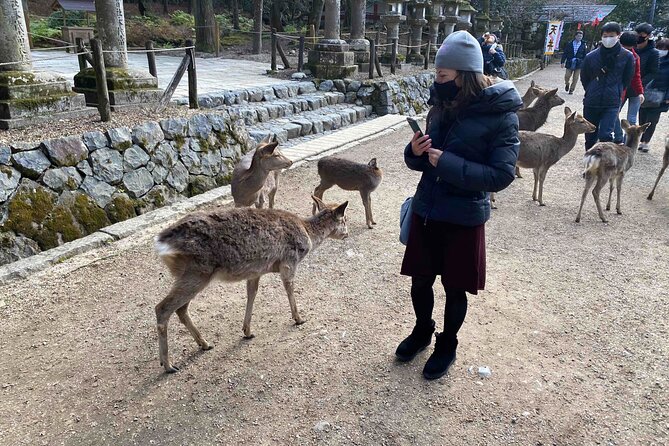 Nara Full-Day Private Tour With Government-Licensed Guide - Tour Itinerary