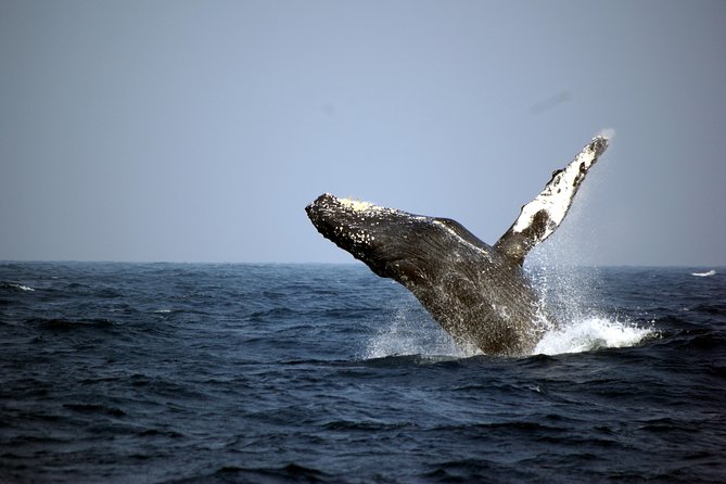 Great Whale Watching at Kerama Islands and Zamami Island
