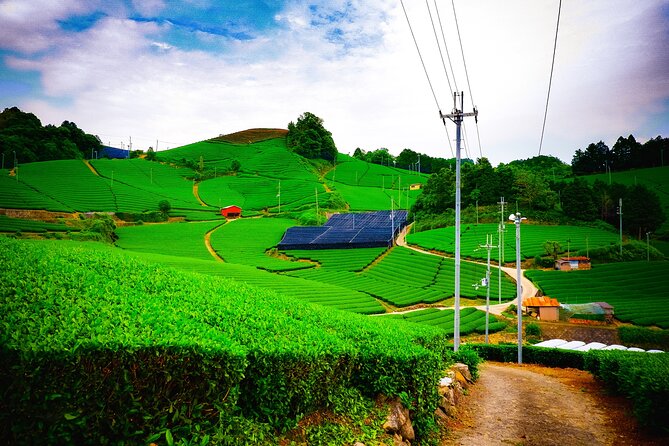 Green Tea Fields, Serene Beautiful Nature of Kyoto: Private Tour - Quick Takeaways
