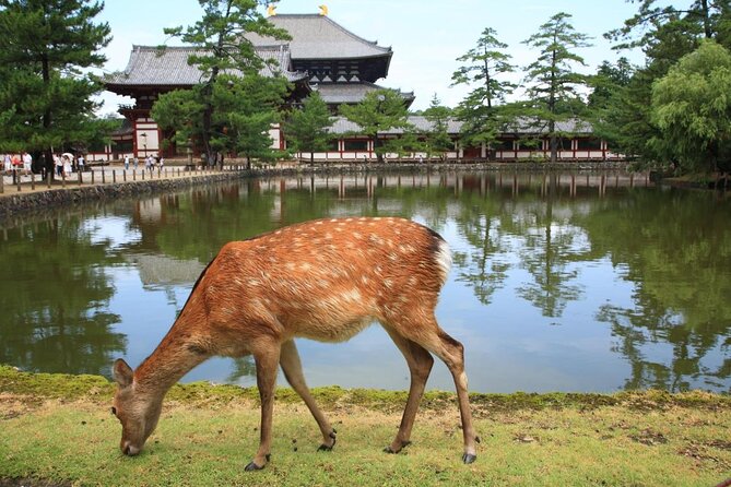 Kyoto and Nara Golden Route 1-Day Bus Tour From Osaka and Kyoto