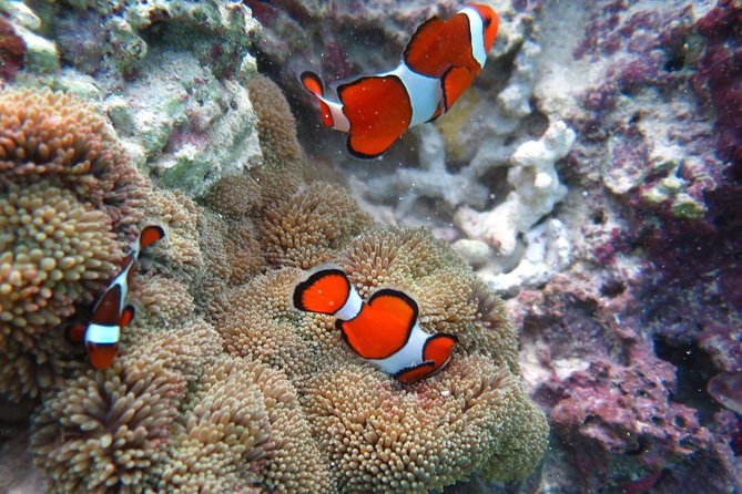 [Miyakojima Snorkel] Private Tour From 2 People Enjoy From 3 Years Old! Enjoy Nemo, Coral and Miyako - Quick Takeaways