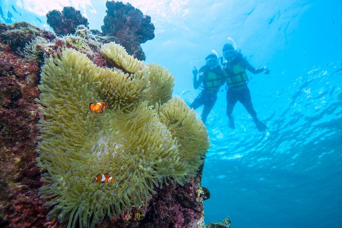 Miyakojima / Snorkel Tour to Enjoy Coral and Fish - Quick Takeaways