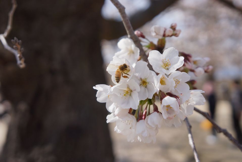 Nagano: 1-Day Snow Monkey & Cherry Blossom Tour in Spring - Quick Takeaways