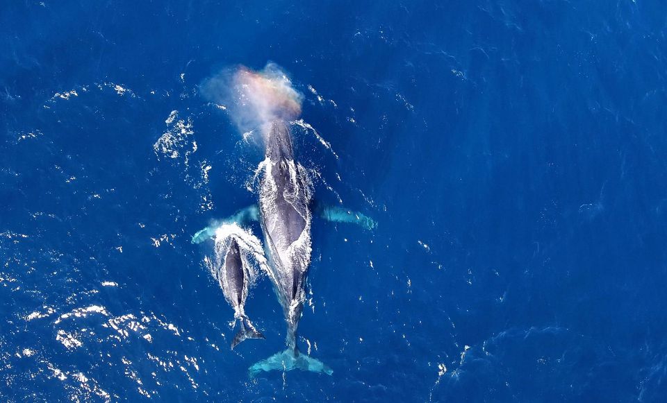 Naha, Okinawa: Kerama Islands Half-Day Whale Watching Tour - Quick Takeaways