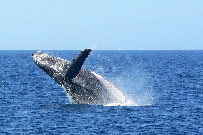 Okinawa Whale Watching From Naha - Quick Takeaways