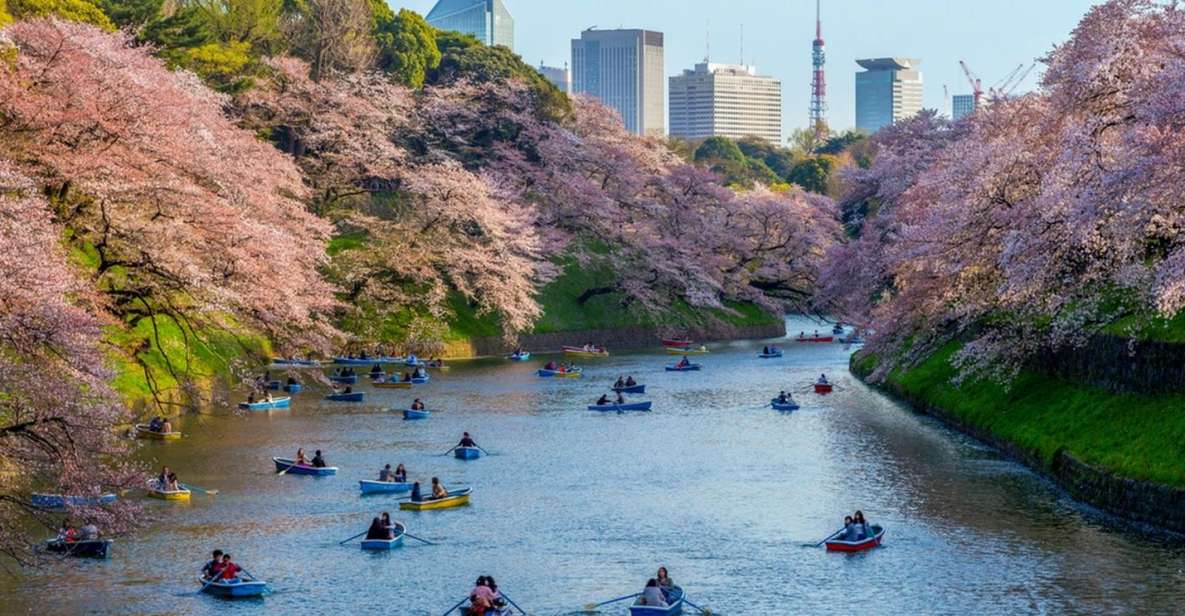 Tokyo: Private Cherry Blossom Experience - Activity Details