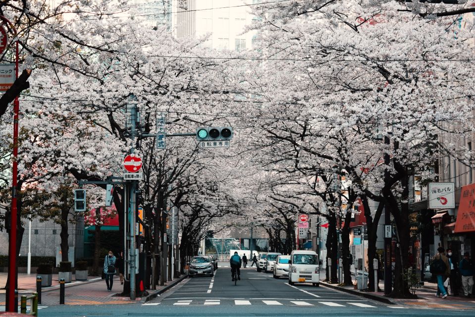 Tokyo: Private Cherry Blossom Experience - Quick Takeaways