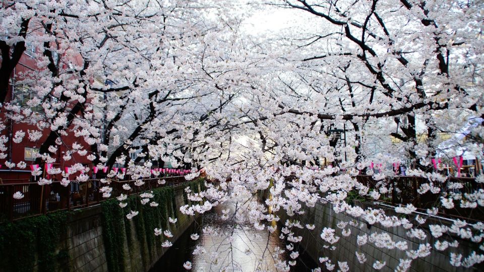 Tokyo: Private Cherry Blossom Experience - Frequently Asked Questions