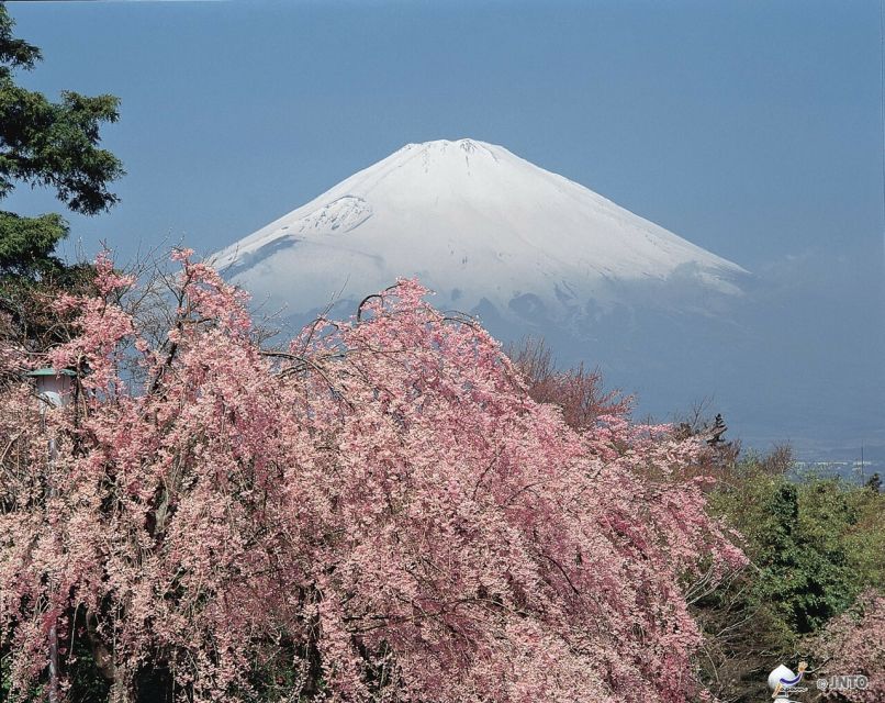 From Tokyo: 1 Day (SIC) Mount Fuji Gotemba Premium Outlet - Ticket Details and Flexibility