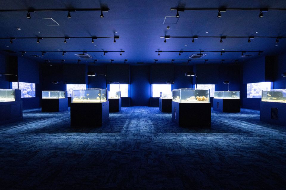 Tomigusuku: DMM Kariyushi Aquarium Admission - Experience Highlights